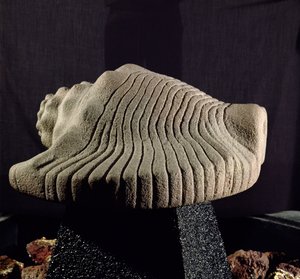 Coquille d